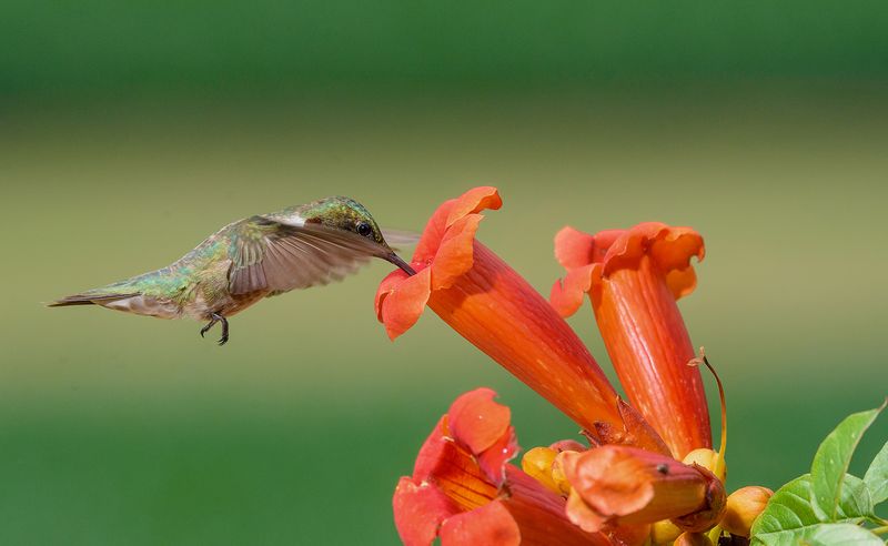 Flowers can change where hummingbirds feed