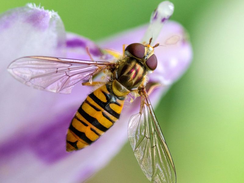 Flowers feed allies; some life stages eat aphids