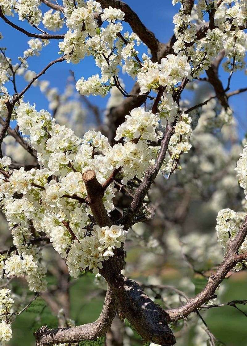 Flowers, fruit, and site conditions shape the tradeoff Flowers, fruit, and site conditions shape the tradeoff