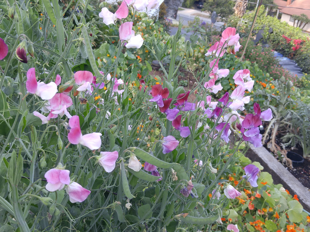 Flowers without pods are a symptom, not a diagnosis