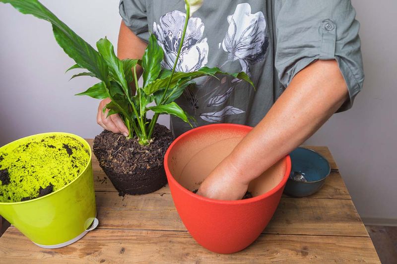 Flush suspected salt buildup only if the pot drains
