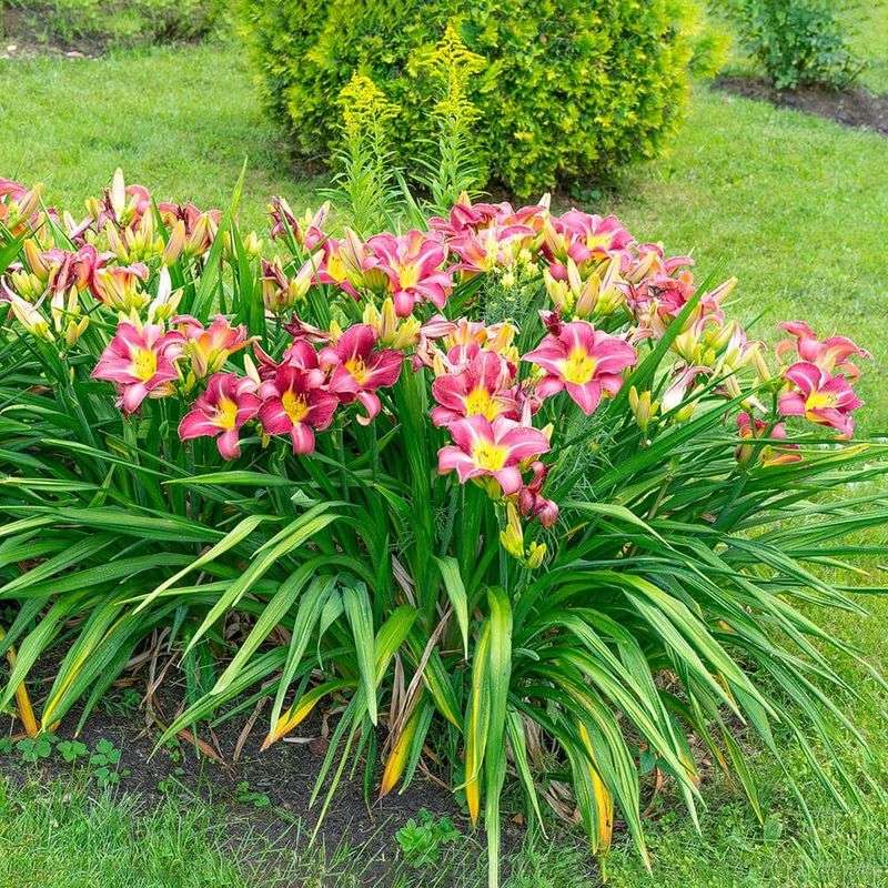 Foliage habit matters more than the calendar