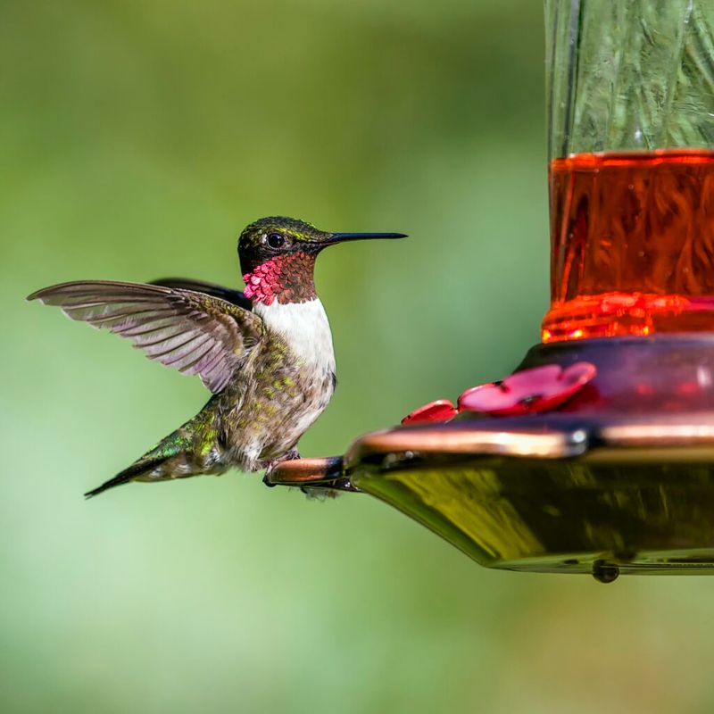 Follow local migration, not a fixed date