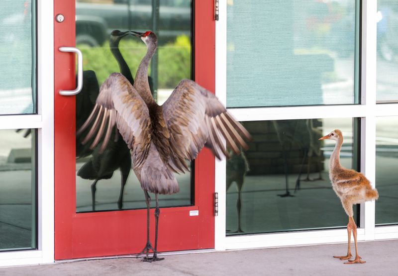 Follow specific guidance around nests and reflective surfaces