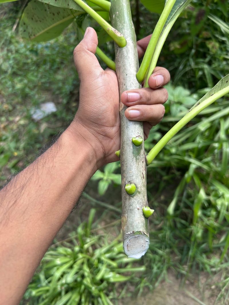 Follow the method without expecting a bigger harvest