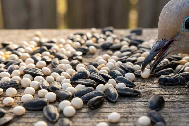 Food can make one patch of yard worth revisiting
