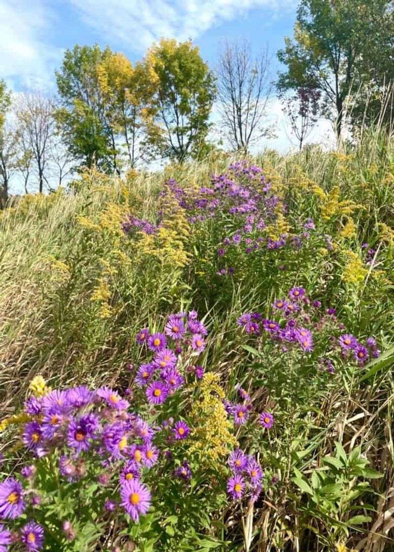 For a more season-specific fall display, consider fall aster For a more season-specific fall display, consider fall aster