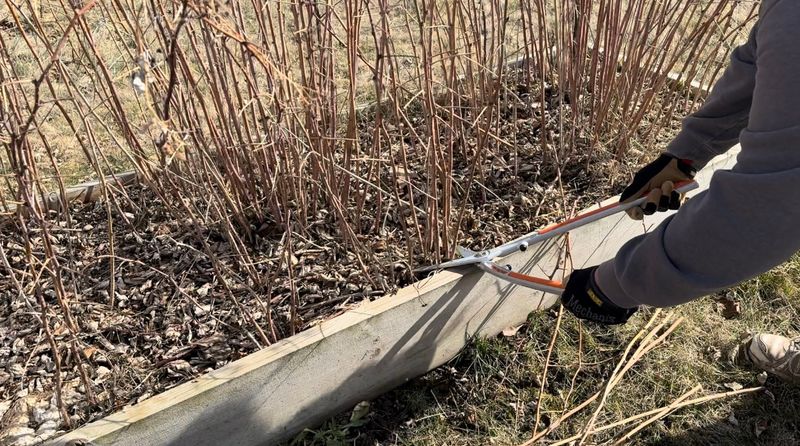For one fall crop, cut primocanes to the ground while dormant