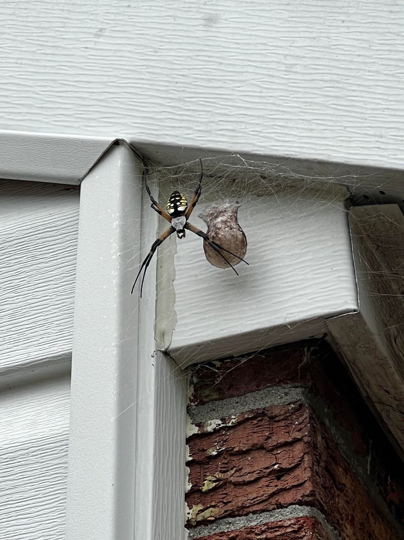 For some orb-weavers, fall brings the next generation