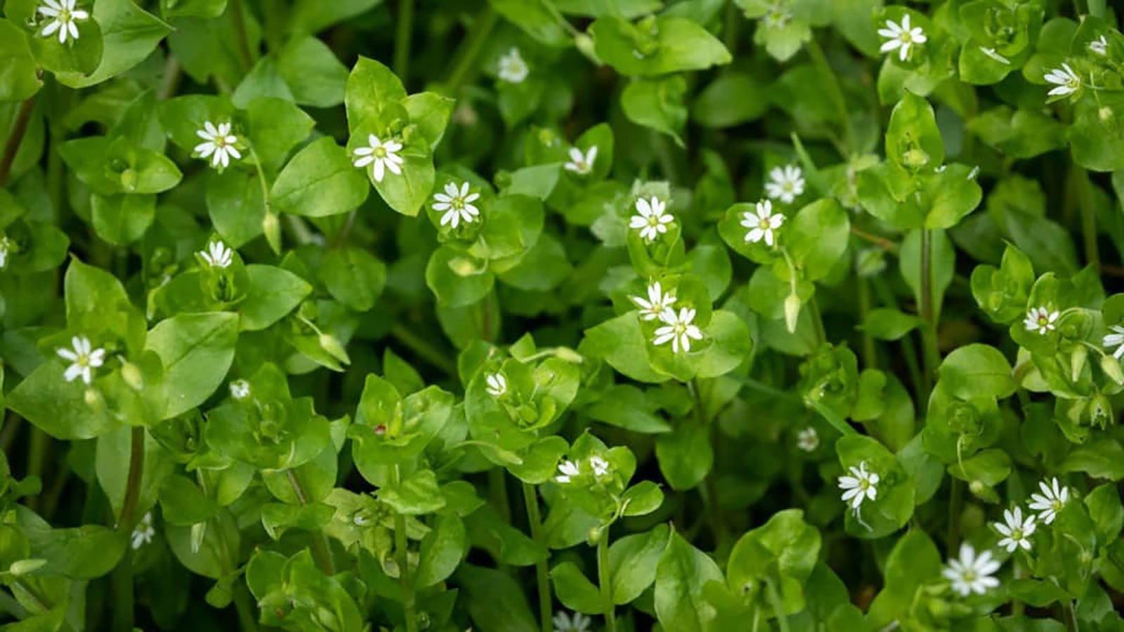 For visible chickweed, consider labeled post-emergence control