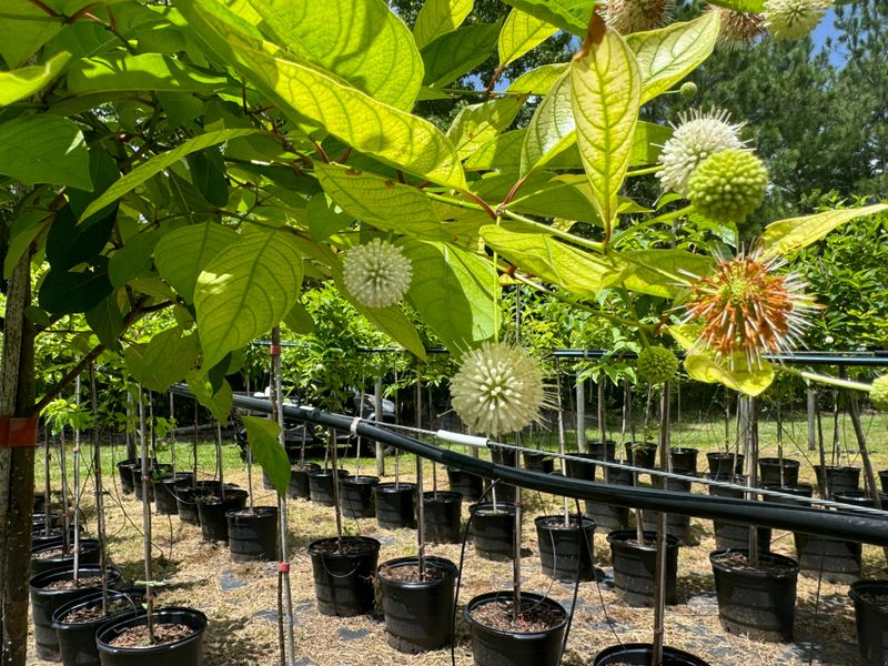 For wet ground, consider buttonbush for nectar For wet ground, consider buttonbush for nectar