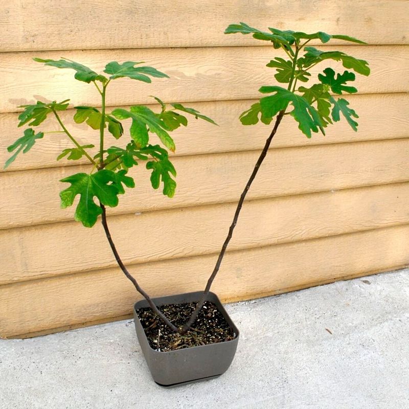 Forgetting Potted Figs Need Different Care Forgetting Potted Figs Need Different Care