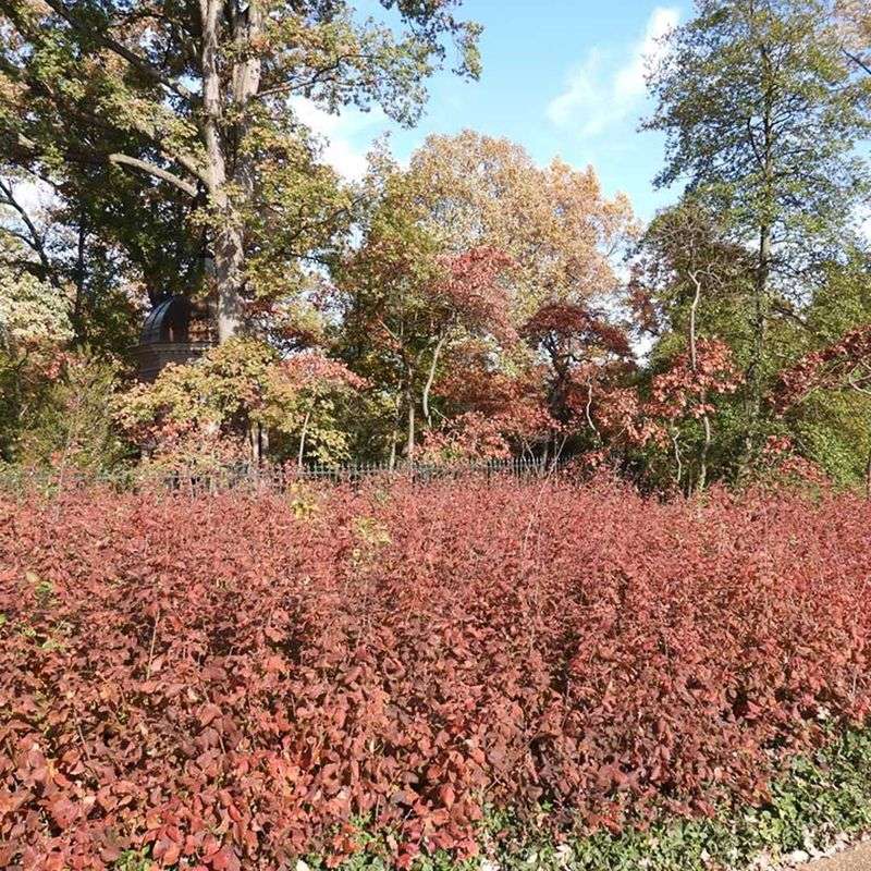 Fragrant Sumac