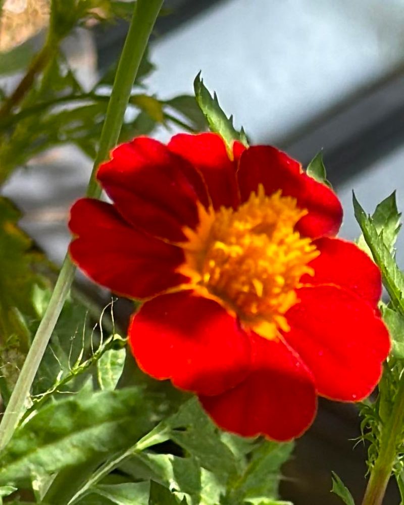 French Marigold French Marigold