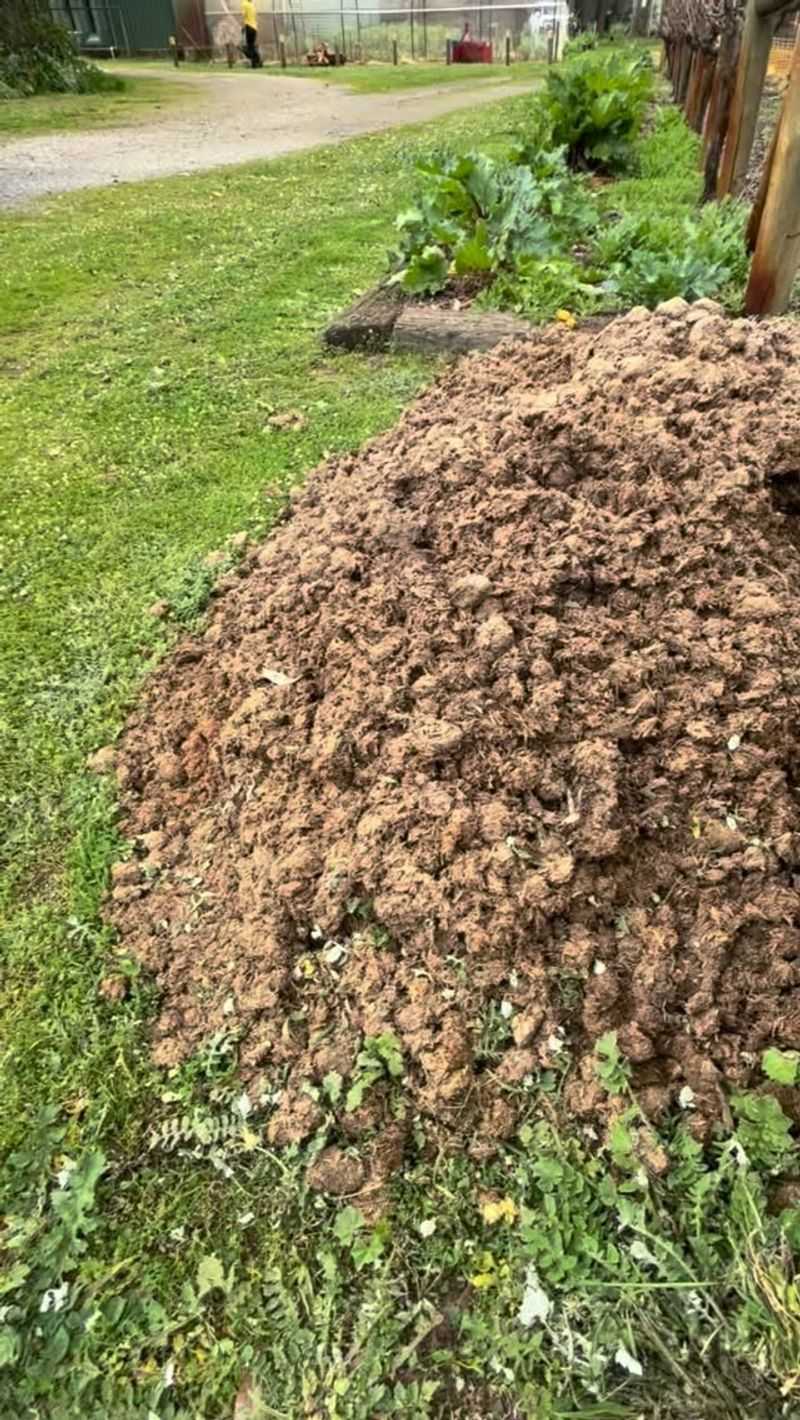 Fresh Manure