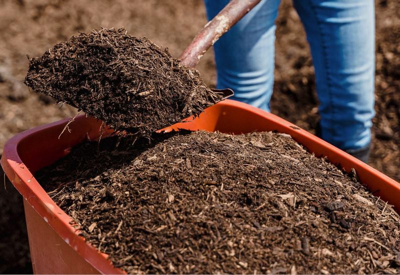 Fresh manure is not a fall shortcut
