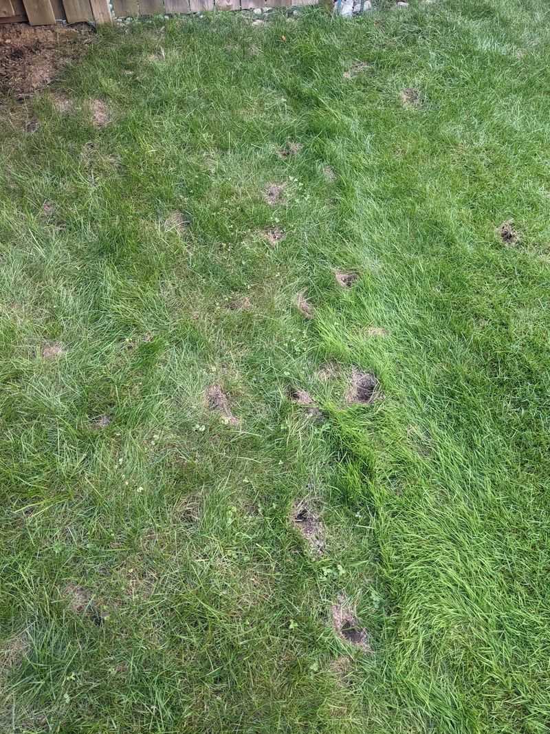 Fresh overnight holes do not establish a fall digging peak