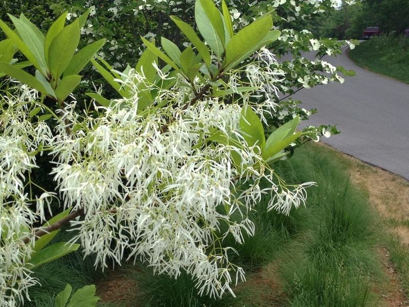 Fringetree