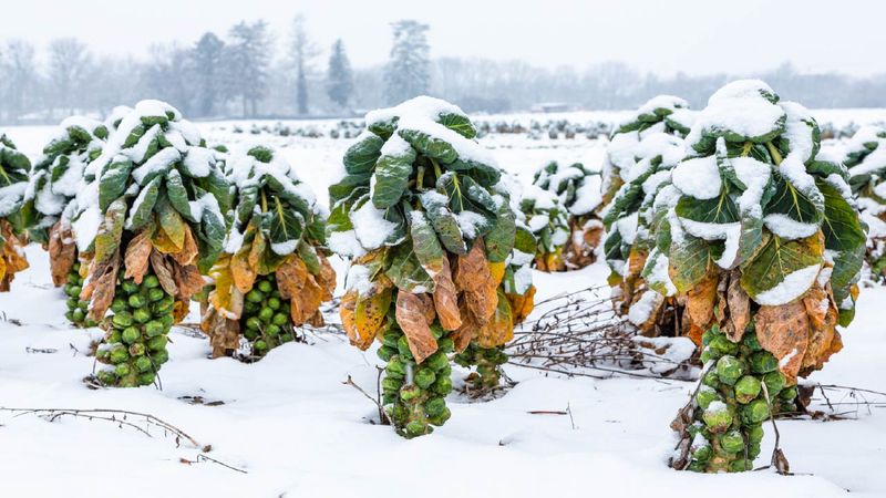 Frost does not make topping an emergency
