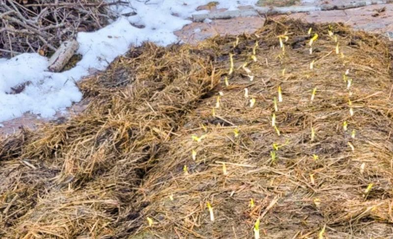 Frost heave depends on freeze-thaw cycles Frost heave depends on freeze-thaw cycles
