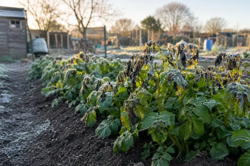 Frost on the vines does not tell the whole root story