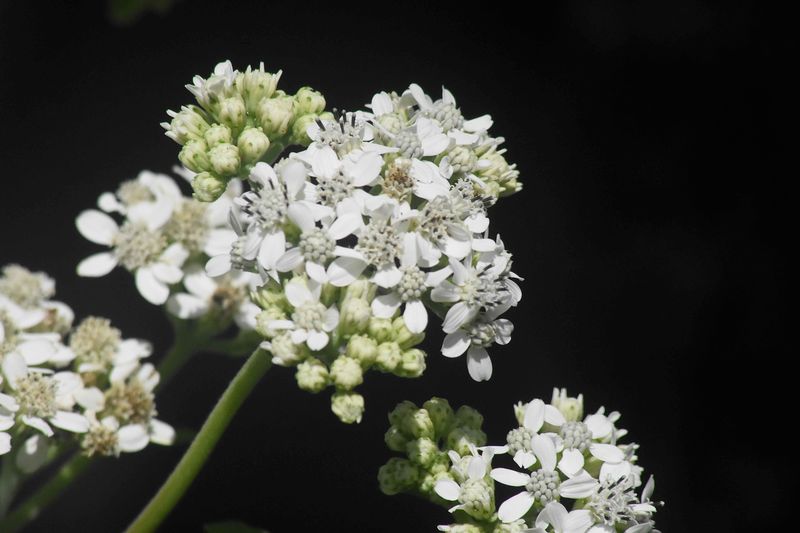 Frostweed Frostweed