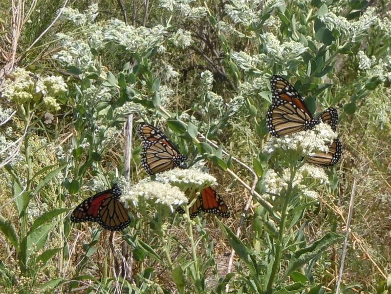 Frostweed offers nectar, not caterpillar food
