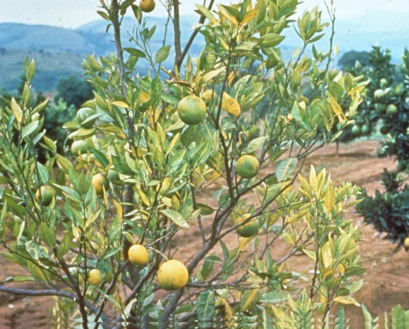 Fruit changes can signal more than hunger