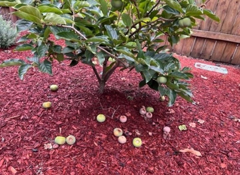 Fruit drop before full color does not identify one cause