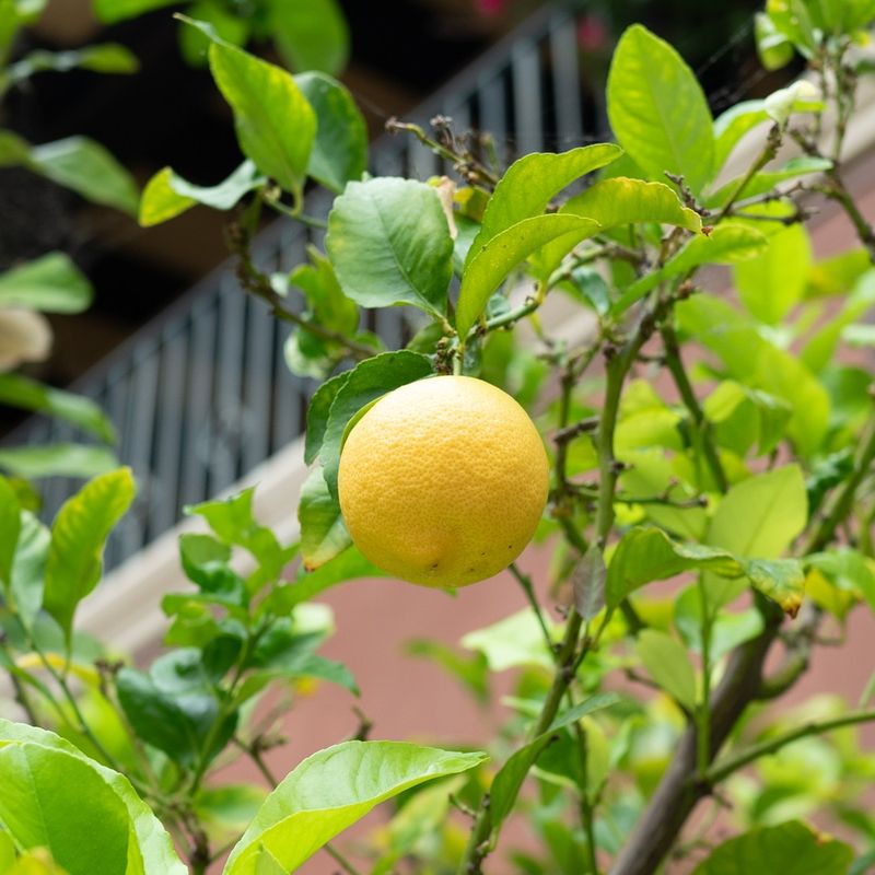 Fruit on the ground is not fruit on the branch