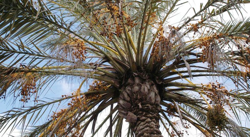 Fruit or flowers may show changes before the leaves