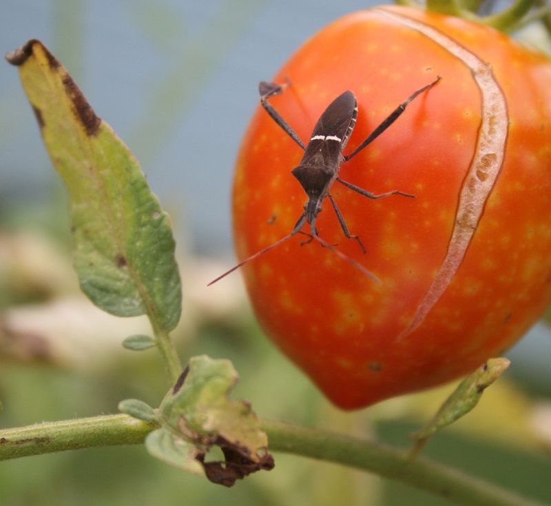 Fruit symptoms vary by crop and timing Fruit symptoms vary by crop and timing