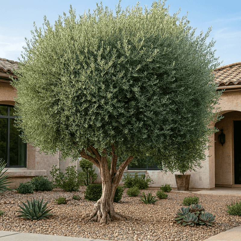 Fruitless Olive