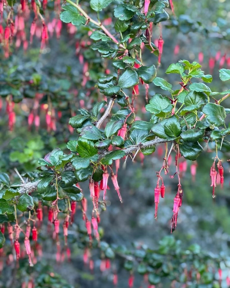 Fuchsia-Flowered Gooseberry (Ribes speciosum) Fuchsia-Flowered Gooseberry (Ribes speciosum)