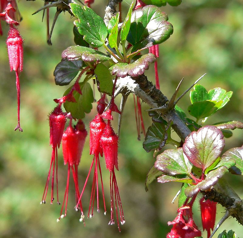 Fuchsia-Flowered Gooseberry (Ribes speciosum)