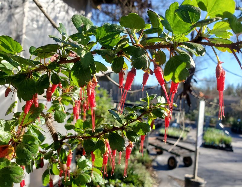 Fuchsia-Flowered Gooseberry