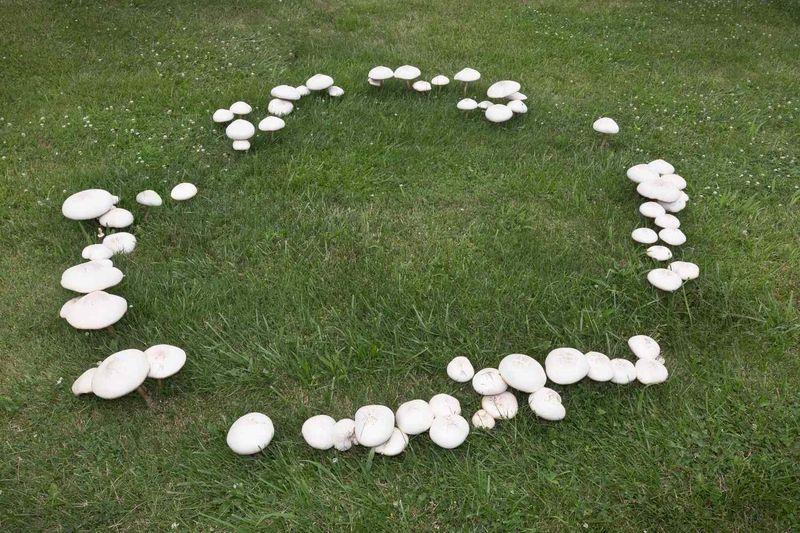 Fungi grow outward through buried organic matter
