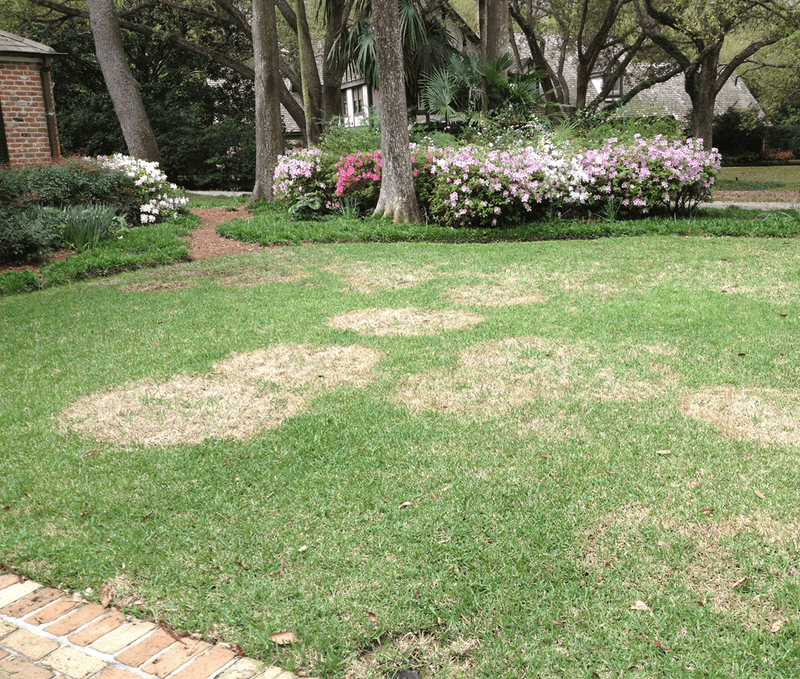 Fungicides Can Suppress Spread, but Recovery Takes Time