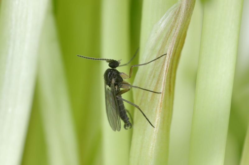 Fungus Gnats