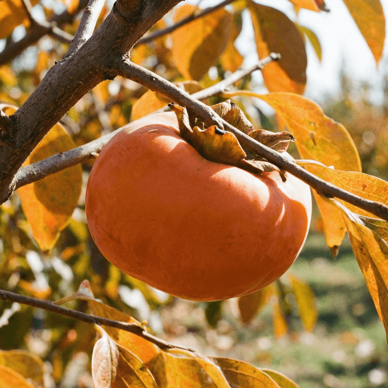 Fuyu Persimmons: Firm and Fully Orange