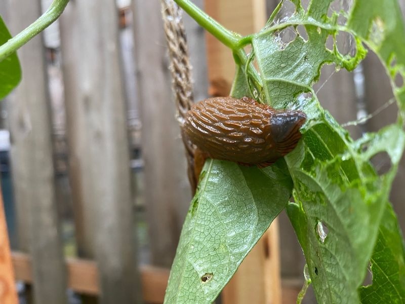 Garden Slugs Garden Slugs
