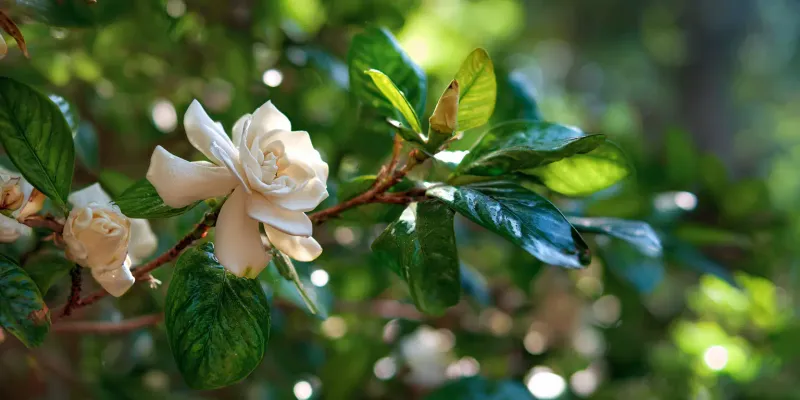 Gardenia