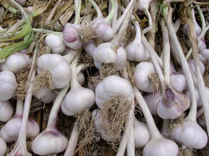 Garlic Garlic