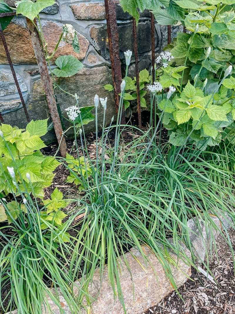 Garlic Chive Seed Heads