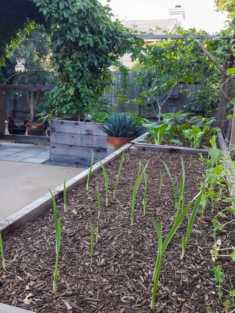Garlic needs careful weed control