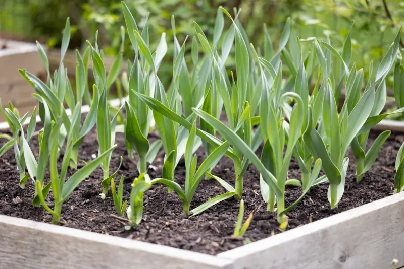 Garlic