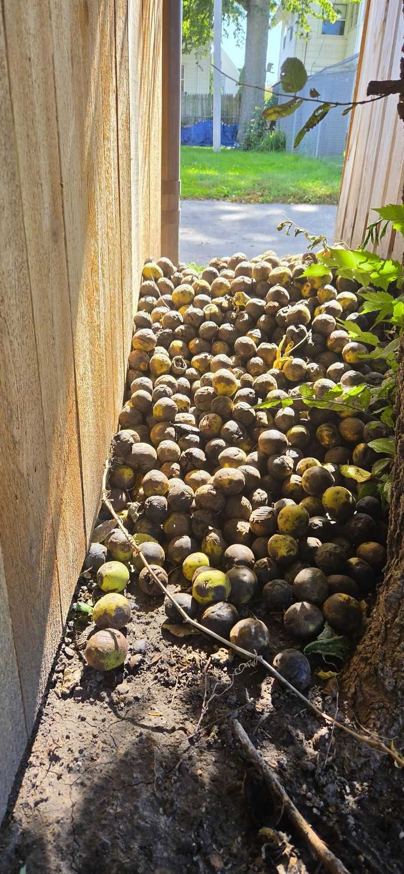 Gather fallen nuts before the hulls linger