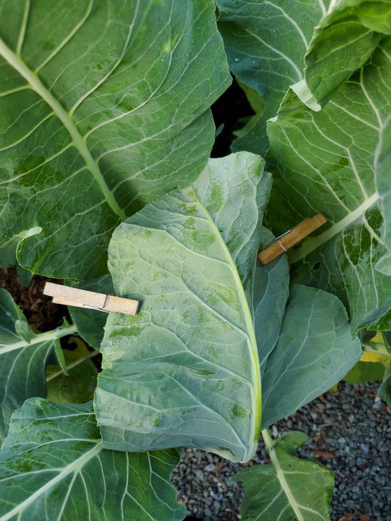 Gather the leaves without sealing in the curd Gather the leaves without sealing in the curd