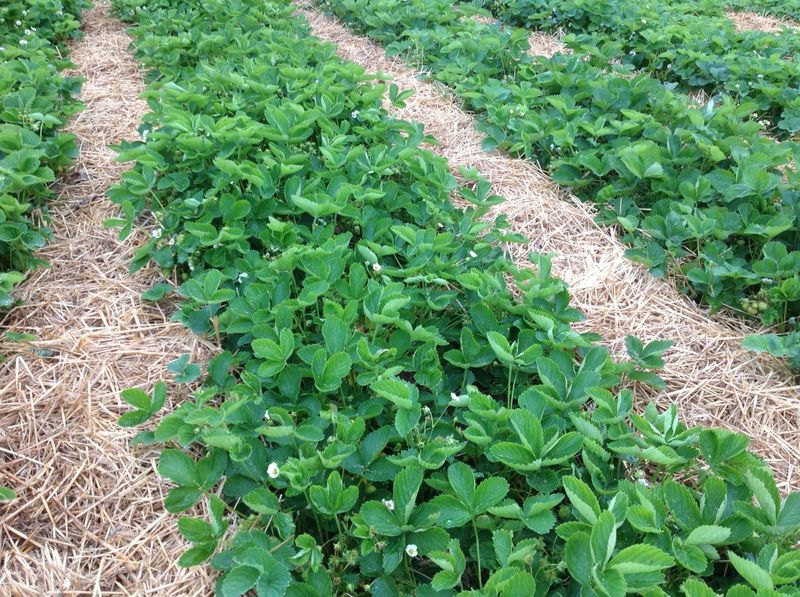 Georgia’s annual and matted-row beds use mulch differently
