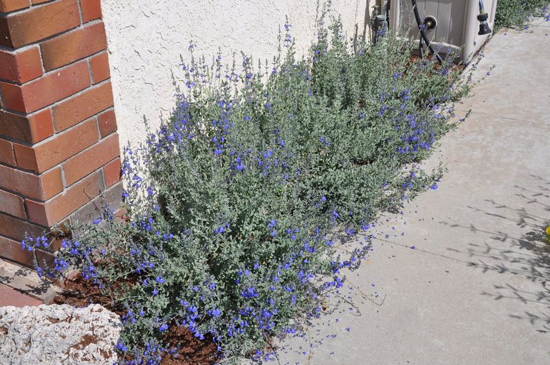 Germander Sage (Salvia chamaedryoides)